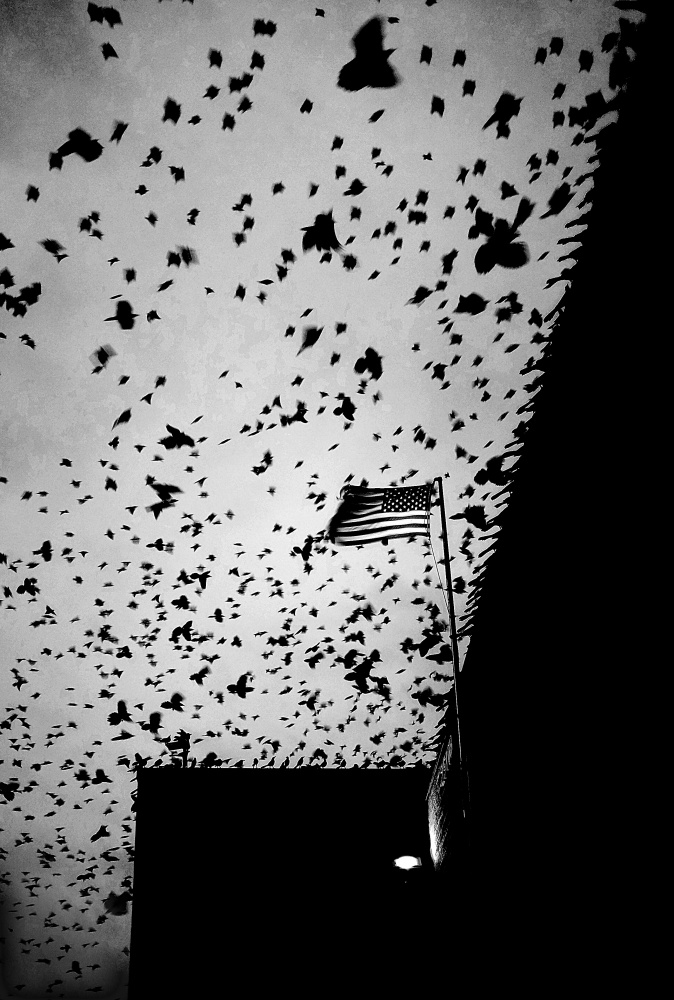 Angry Birds von Strelok