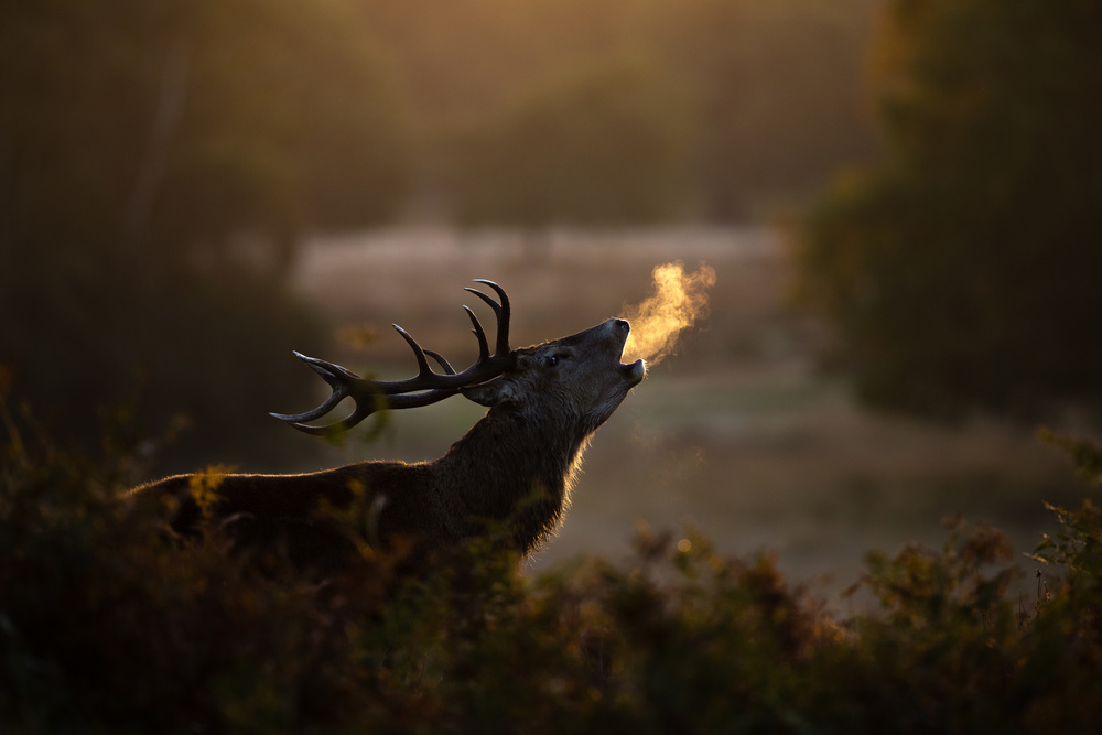 Dragon breath von Stuart Harling