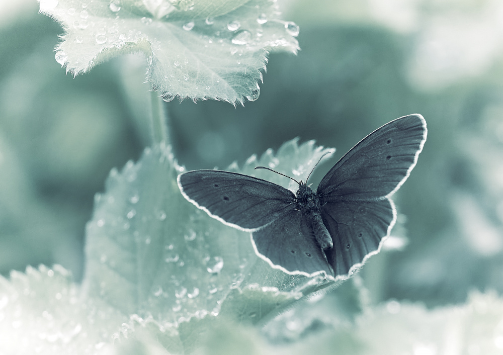 Spots &amp; Drops von Stuart Williams