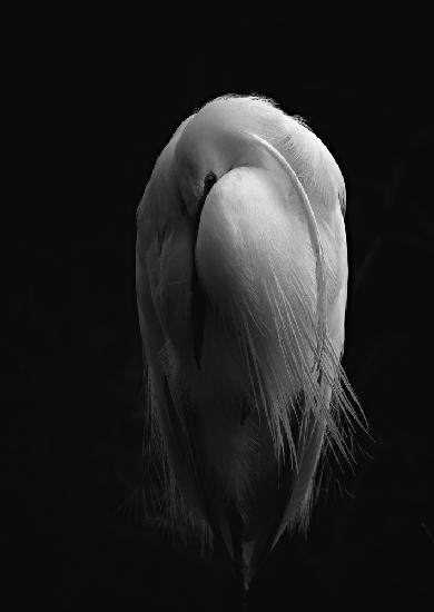 Resting Egret