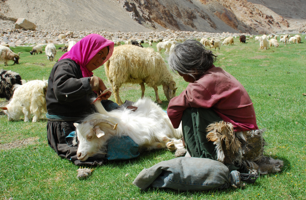 Combing the Sheep von Subhash Sapru