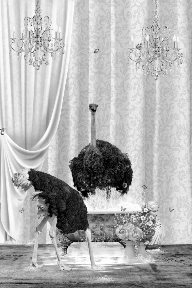 Ostriches &amp; Bubbles Black &amp; White von Sue Skellern