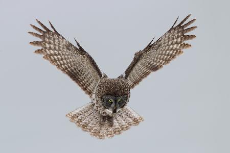 Great grey owl