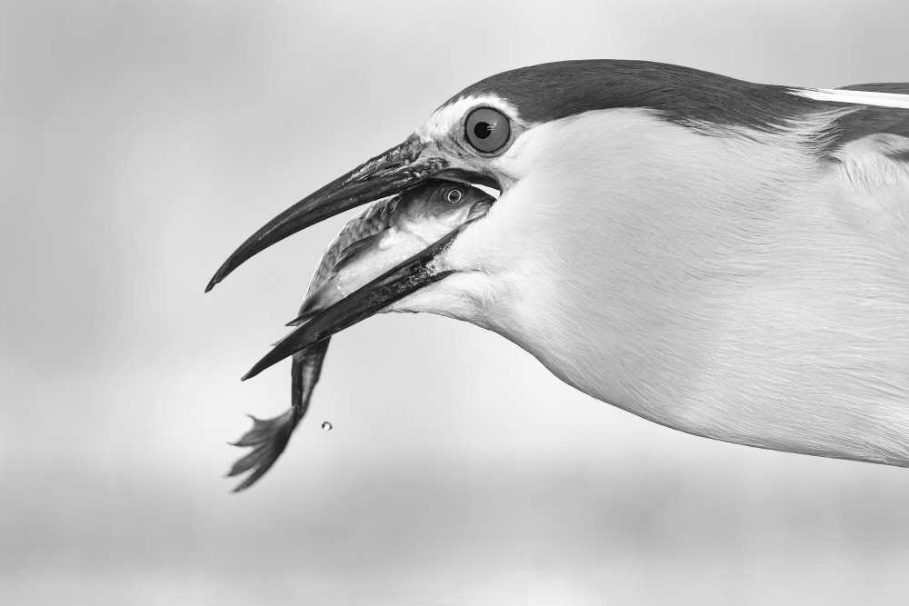 eyes von sufang wang