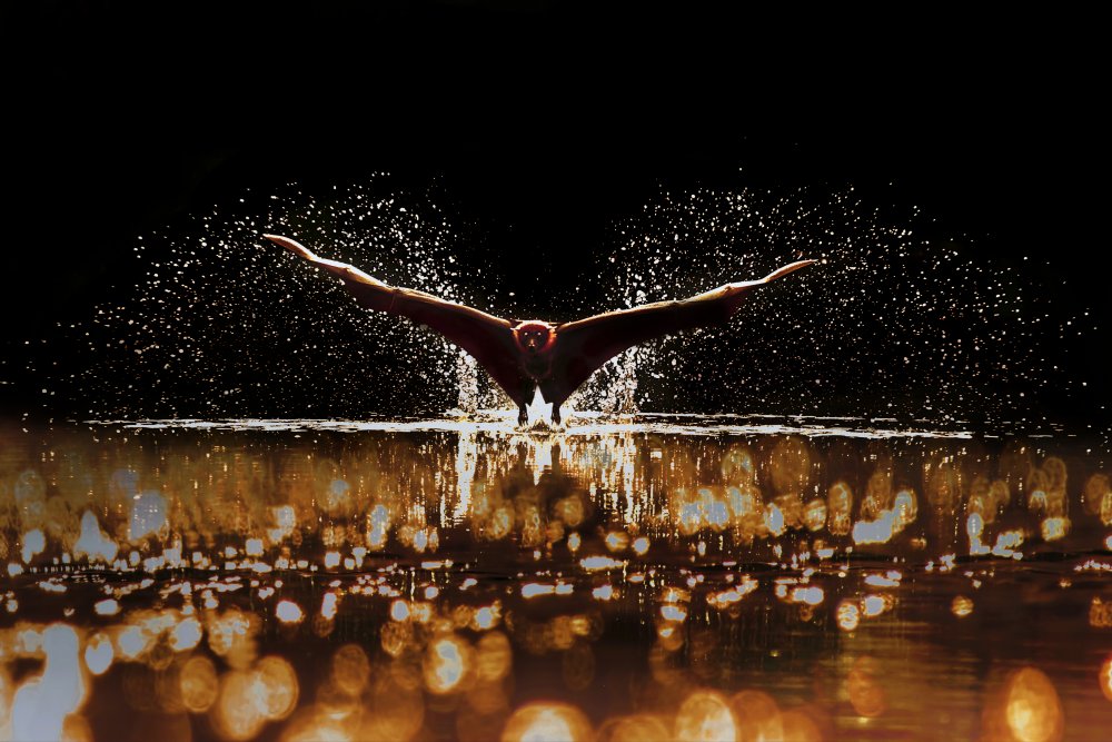 Lets Fly von Sujon Adikary