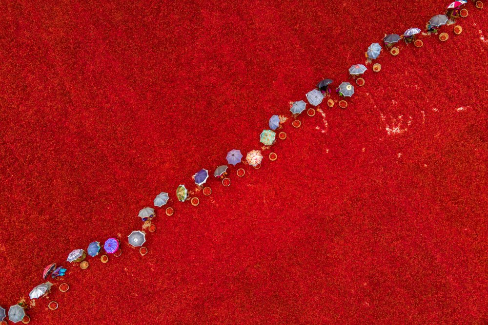 RED CHILI WORKER von Sujon Adikary