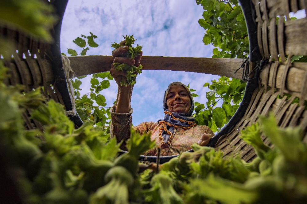 Haselnuss von suleyman uzumcu