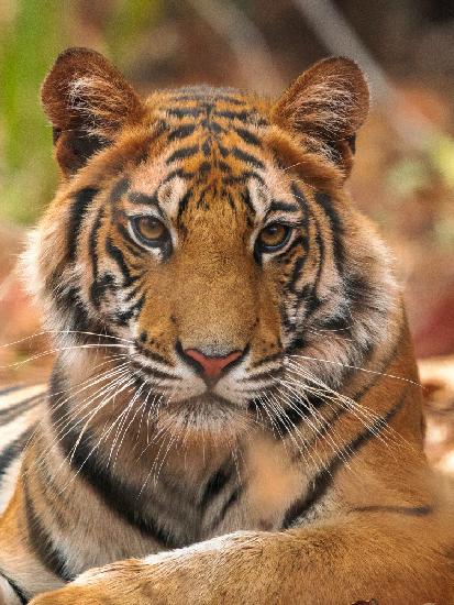 The Tiger Portrait