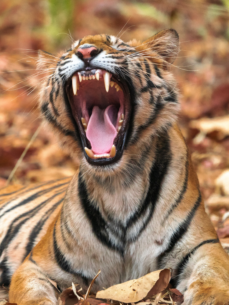 The Yawning Tiger von Sumangal Sethi