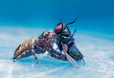 Jumping beads and flies