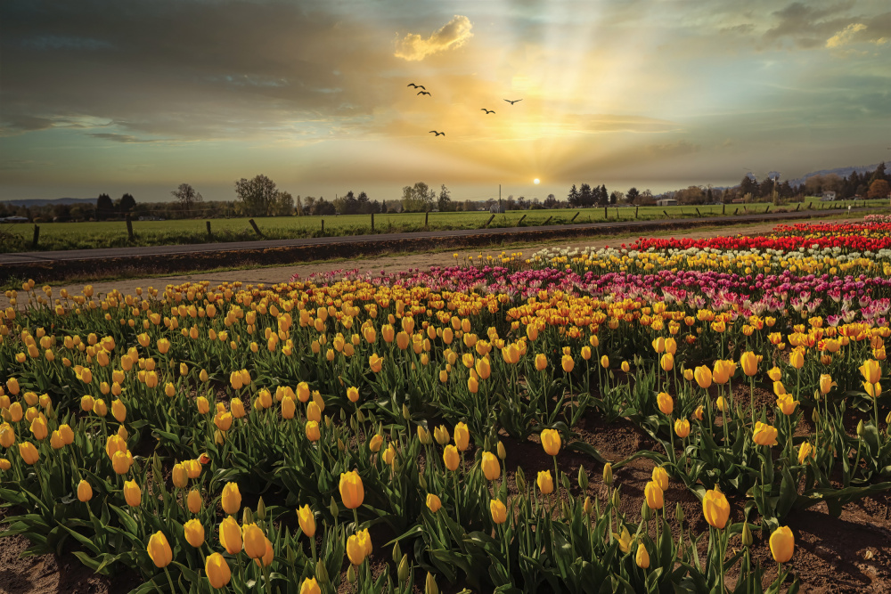 Natures Bounty von Sunil Kulkarni