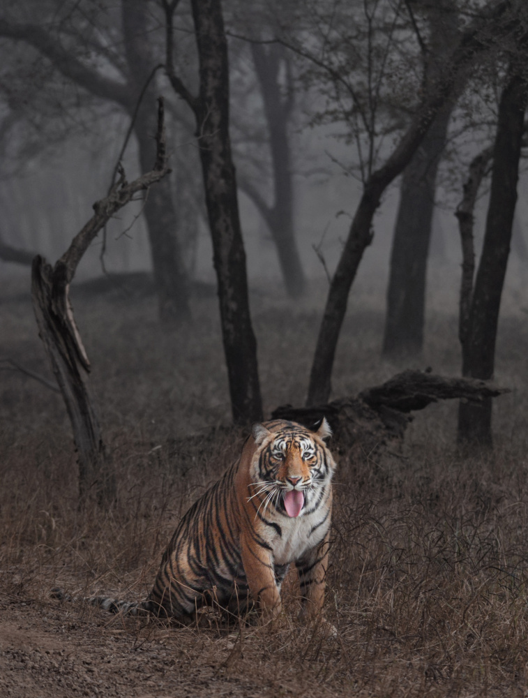 Expressions von Sunil Manikkath