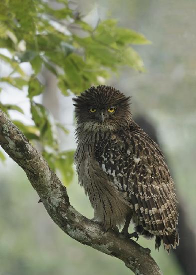 Brown fish owl ????