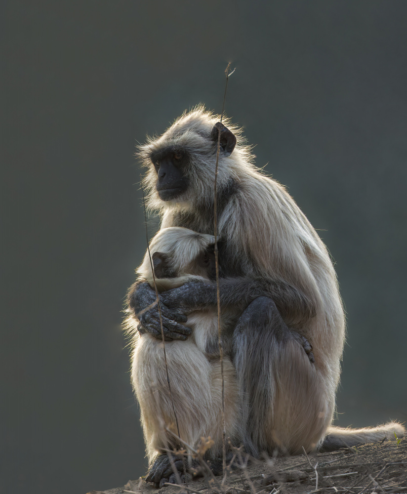 Safe In Its Mothers Arms von Susheel Marcus