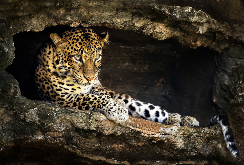 Rest von Susinto Assing Djaja Wiryadi