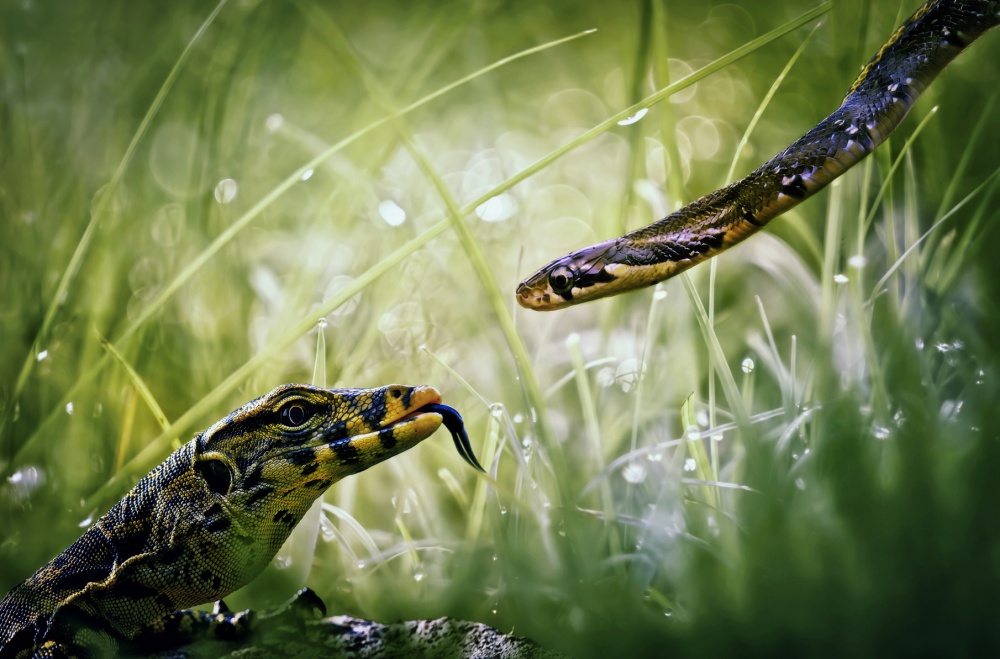 Face to face von Suyud Wahyudin