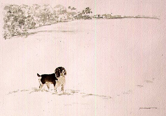 Springer Spaniel in the Snow von Suzi  Kennett