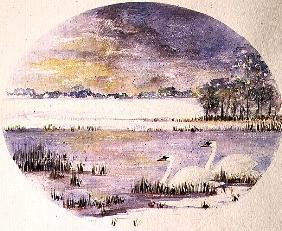 Swans on the Lake (w/c)