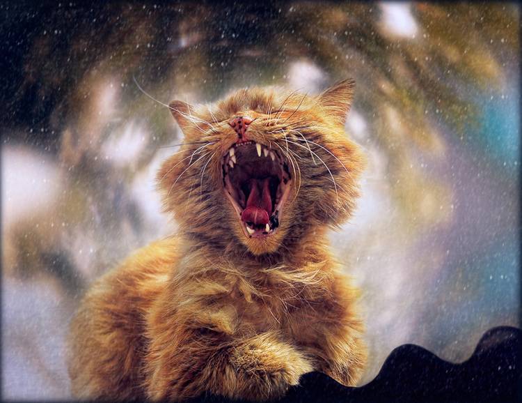 D??alling spring von Svetlana Melik-Nubarova