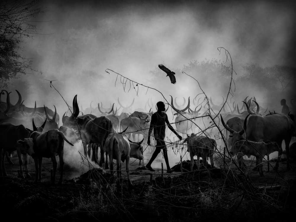 Mundaris cows shadows, SOUTH SUDAN 2021 von Svetlin Yosifov
