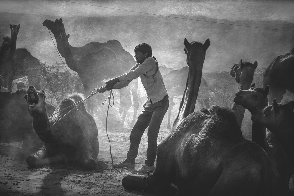 Pushkar von Svetlin Yosifov