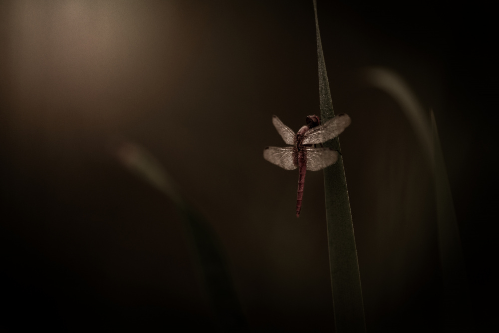 Morning dew von Takafumi Yamashita