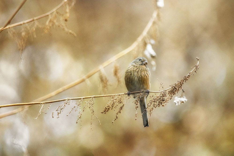 Yellow shine von Takashi Suzuki