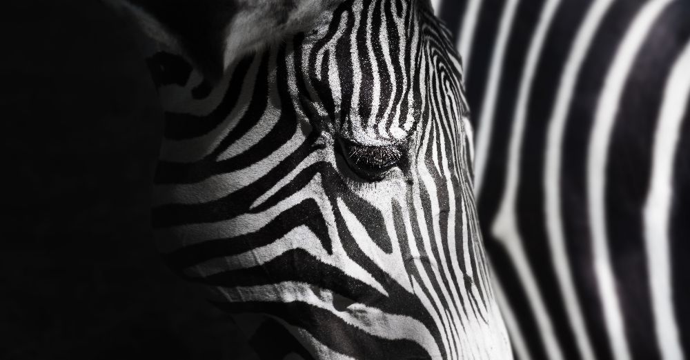 Überlappung von Streifen von Takashi Suzuki