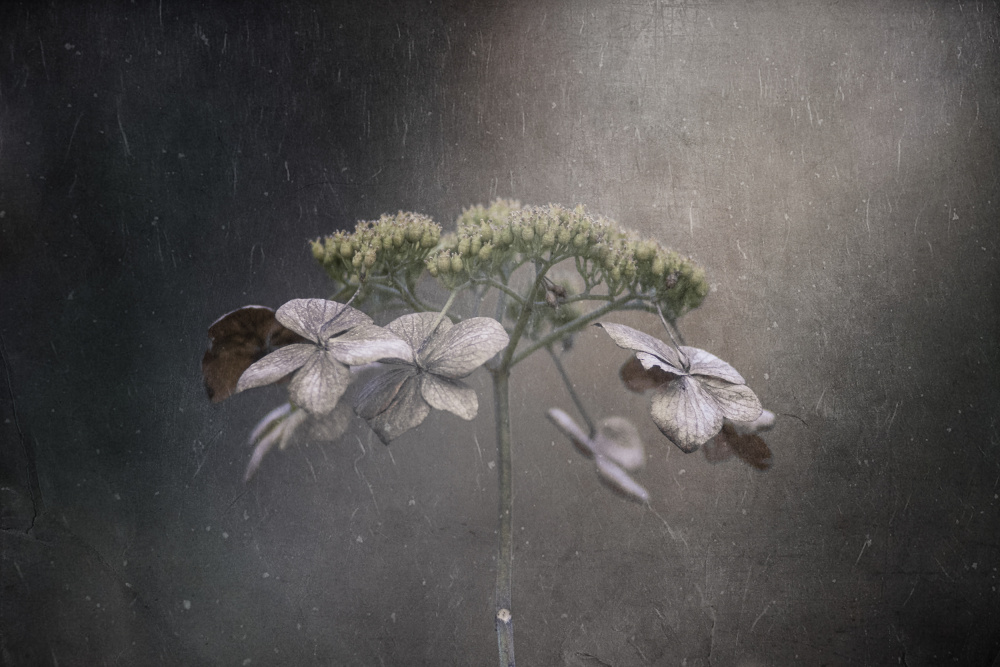 Withered hydrangea von Takashi Suzuki