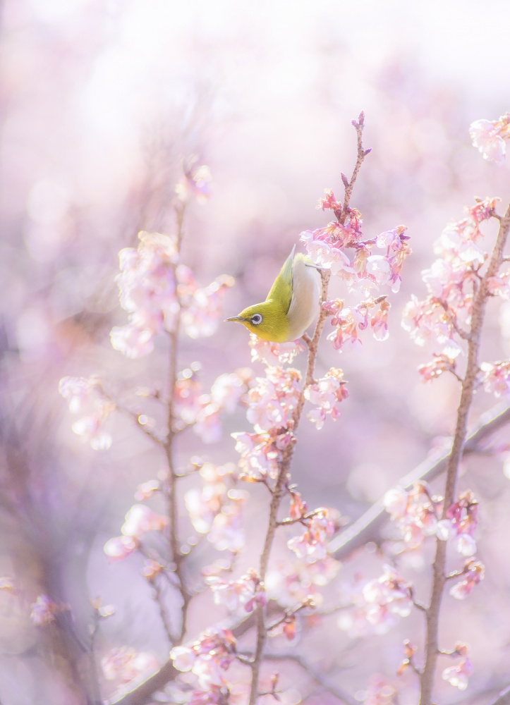 Zosterops japonicus von Takashi Suzuki