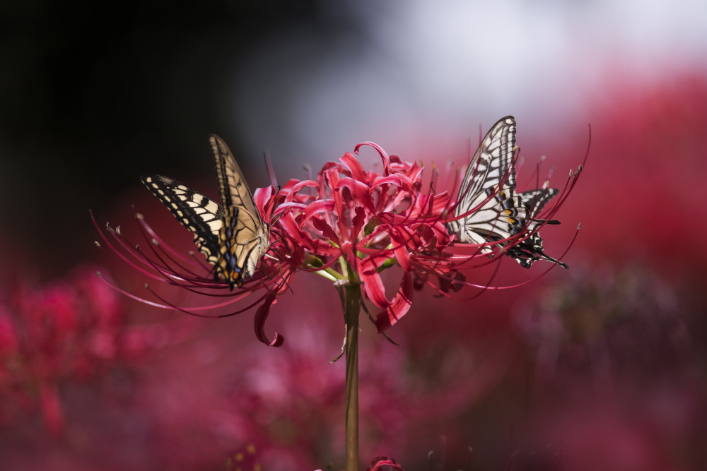 Together von Takashi Suzuki