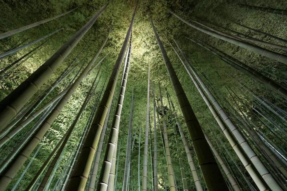 Bamboo Night von Takeshi Marumoto
