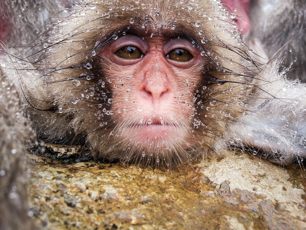 (๑◕ܫ◕๑) von Takeshi Marumoto