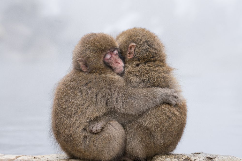 Für immer Freunde von Takeshi Marumoto