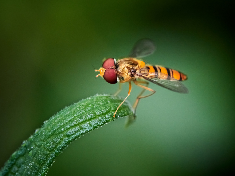 Quietly von Takiko Hirai