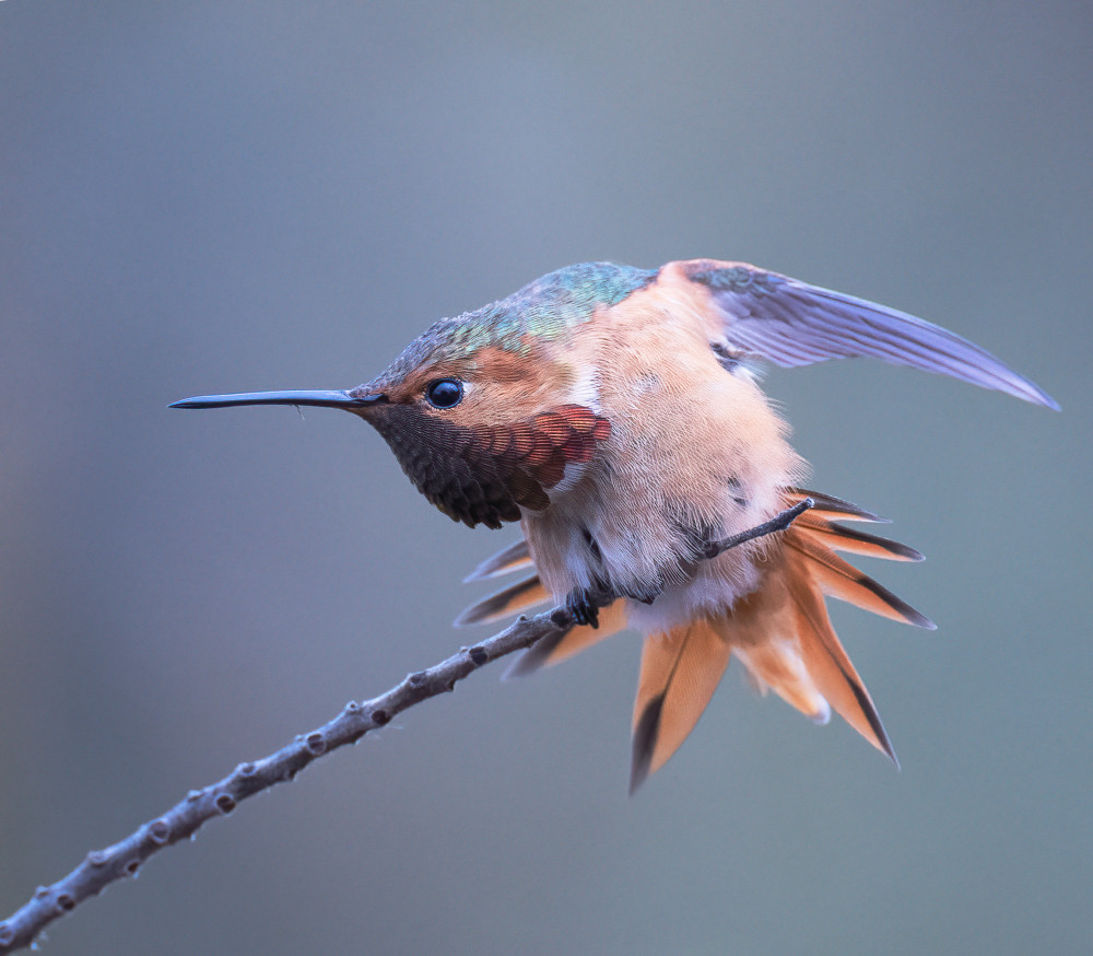Allens hummingbird von Taksing (吉星高照)