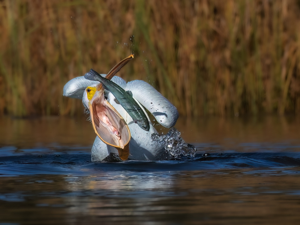 American white pelican von Taksing (吉星高照)