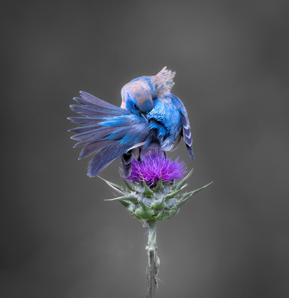 freshen up von Taksing (吉星高照)