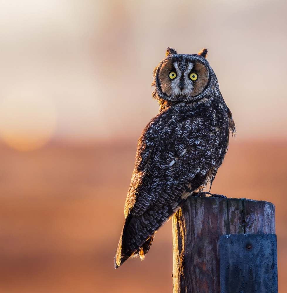 Good morning von Taksing (吉星高照)