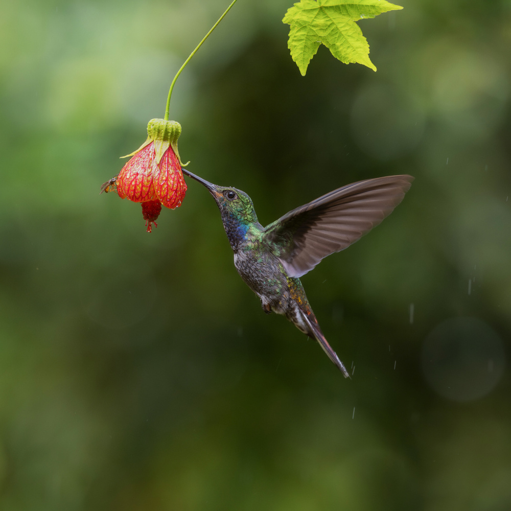 Green-backeb Hillstar von Taksing (吉星高照)