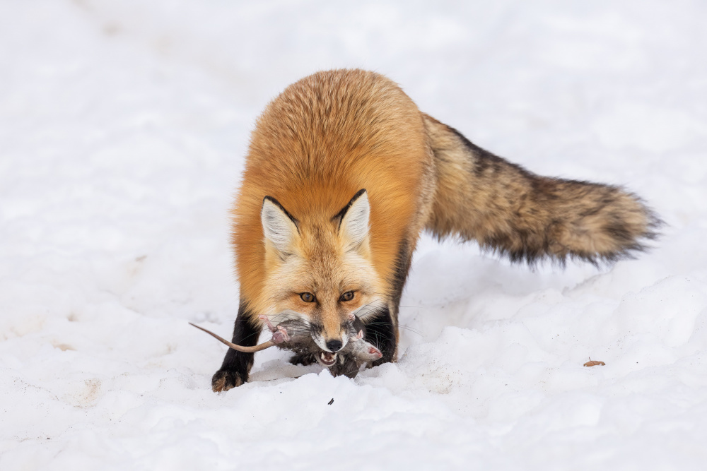 Hunting von Taksing (吉星高照)