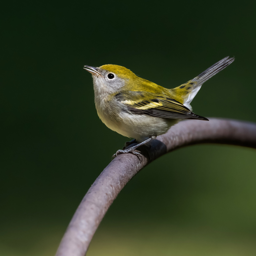 chestnut-sided warbler von Taksing (吉星高照)