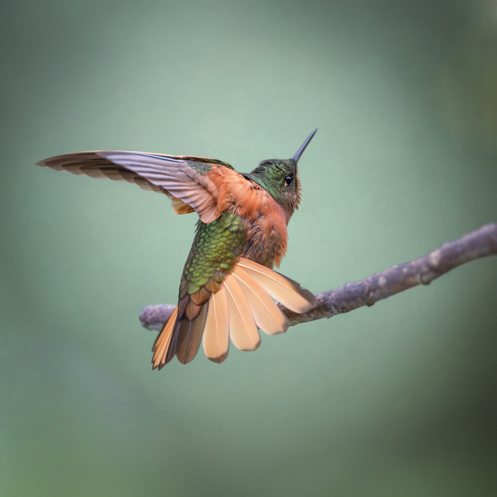 Chestnut-breasted Coronet von Taksing (吉星高照)