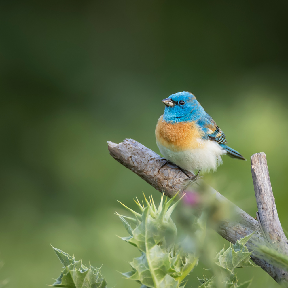 Lazuli bunting von Taksing (吉星高照)