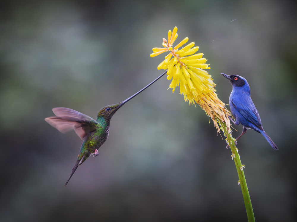 Masked Flowerpiercer &amp; Sword-billed Hummingbird von Taksing (吉星高照)