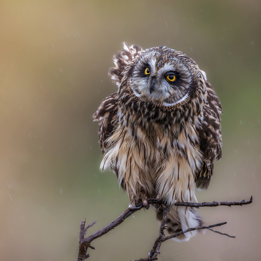 N/A von Taksing (吉星高照)