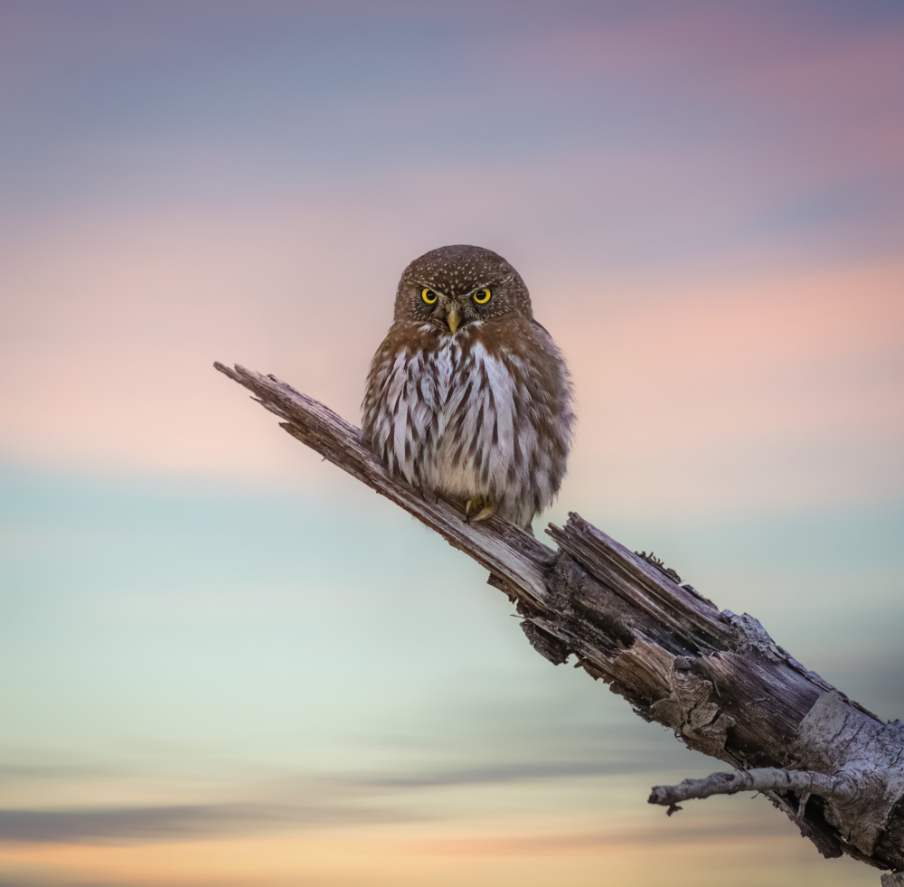 N/A von Taksing (吉星高照)