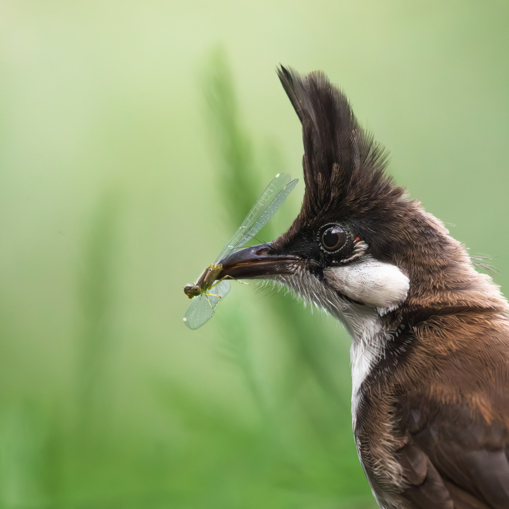 N/A von Taksing (吉星高照)