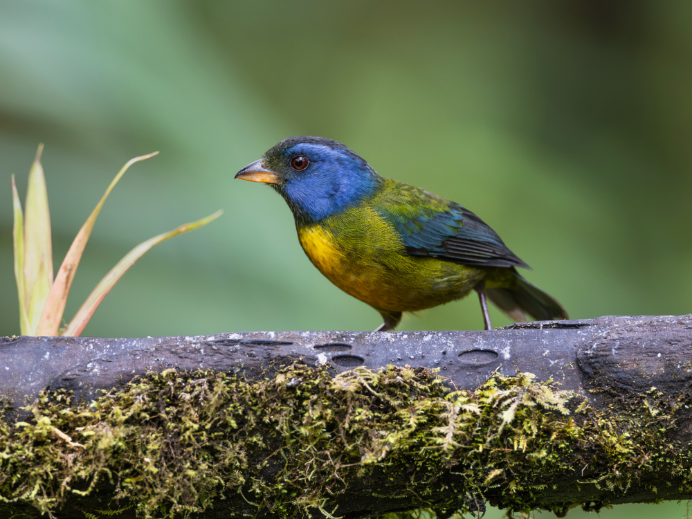 N/A von Taksing (吉星高照)