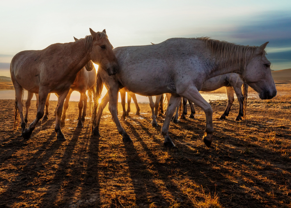 晨曦 von Taksing (吉星高照)